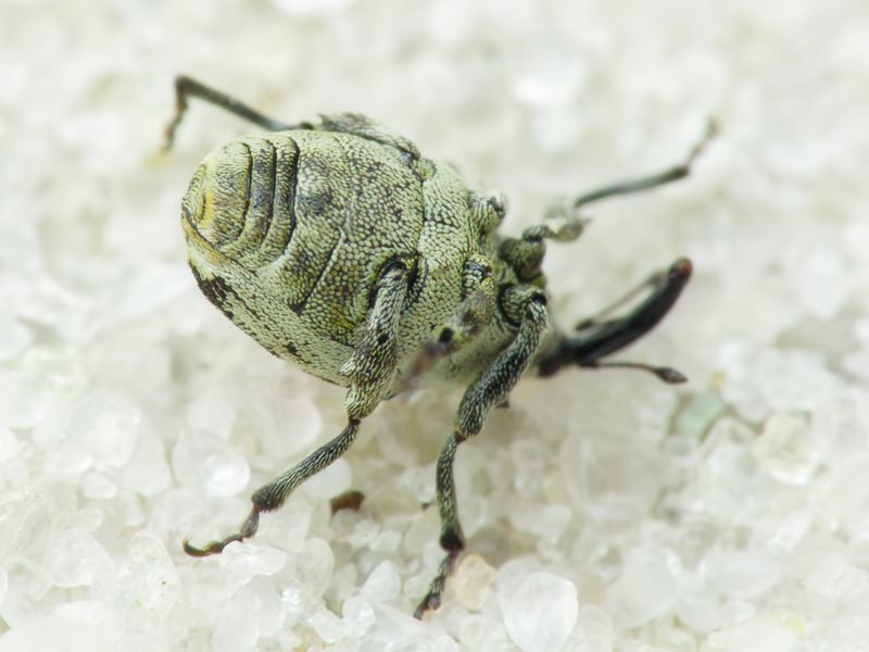 Hadroplontus litura (Fabricius, 1775)
